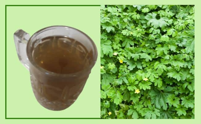 Wild Jamaiican sersi vine used to make Cerasee tea