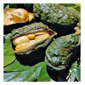 half open bissy pods exposing fressh bissy seeds